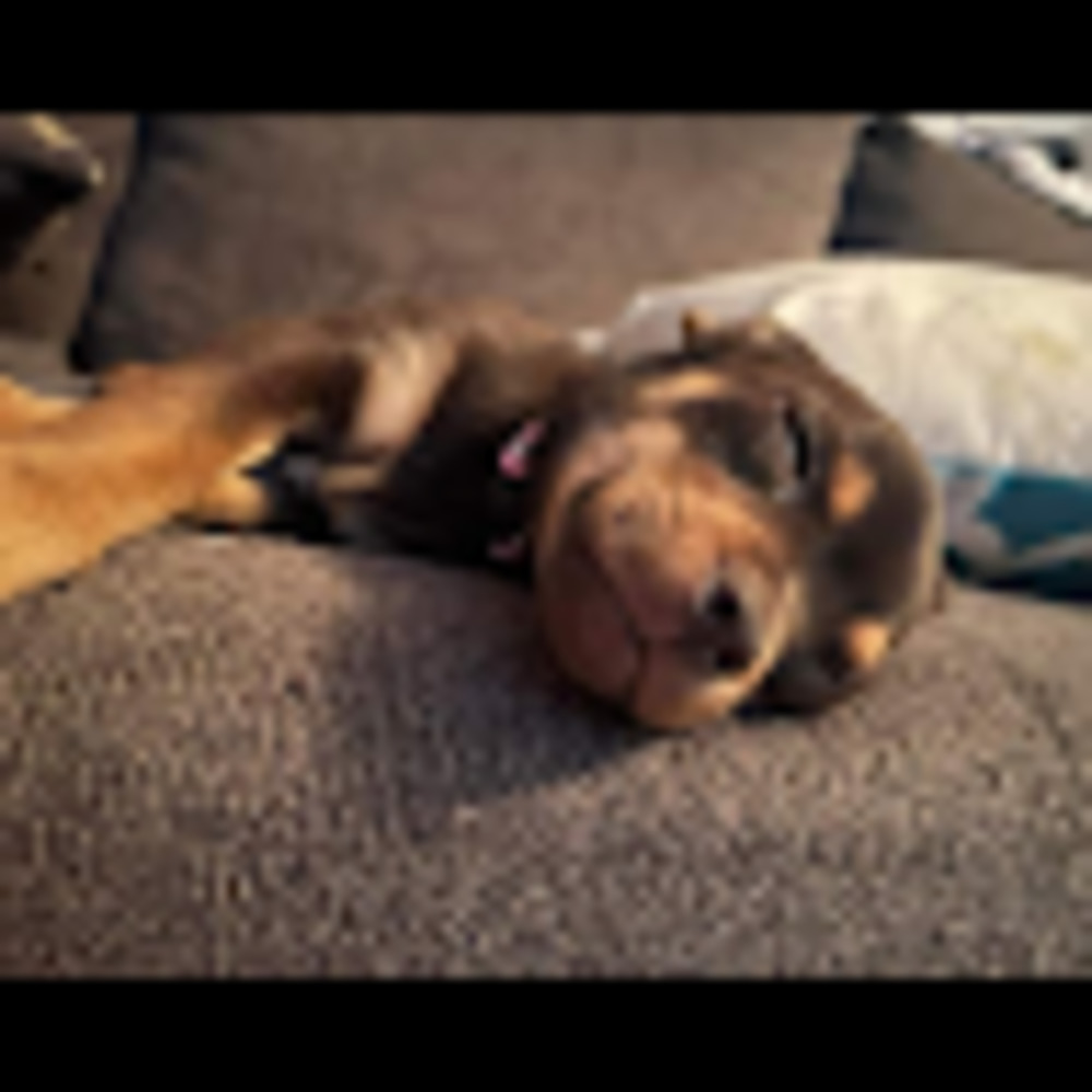 Meet your Posher, Dax